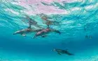 Dolphin House — Wild Dolphins Near Hurghada